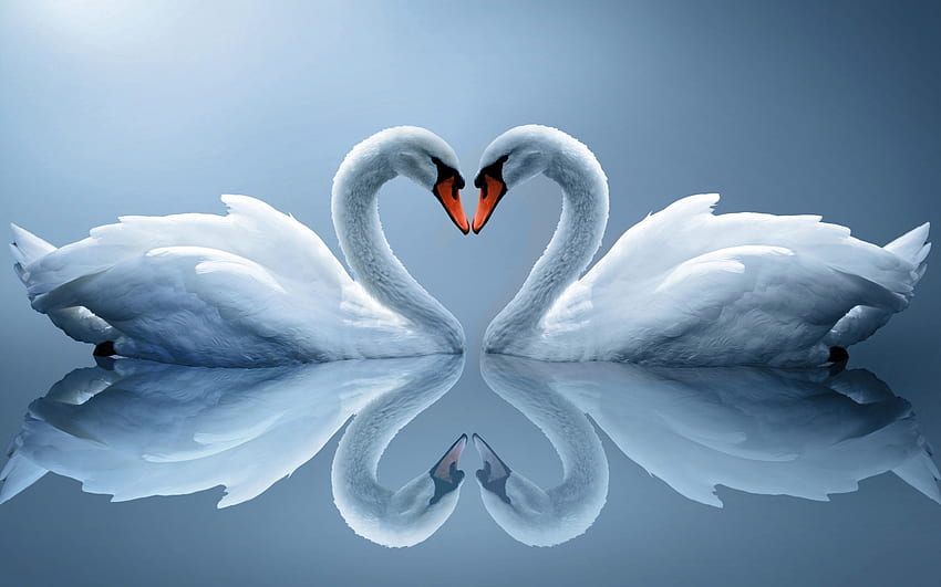 Tiere, Spiegelung, Paar, Paar, Herz, weiße Schwäne HD-Hintergrundbild