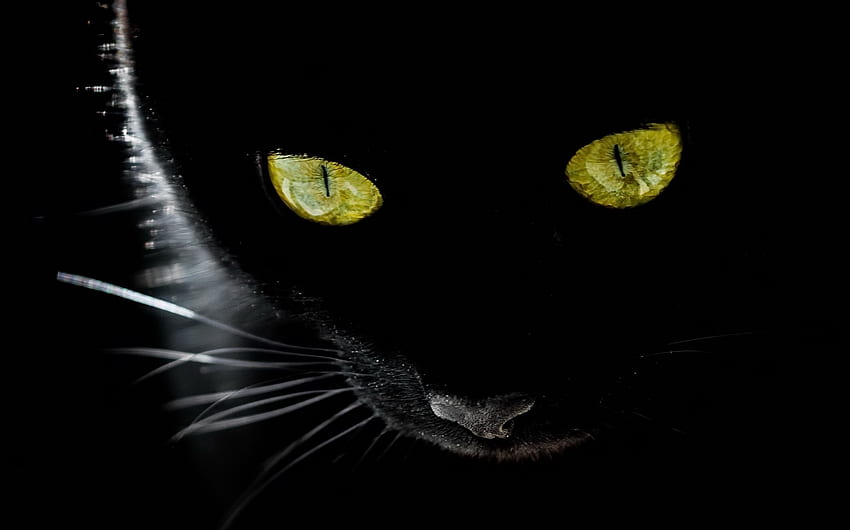 kedi pisica hayvan siyah sarı gözler HD duvar kağıdı