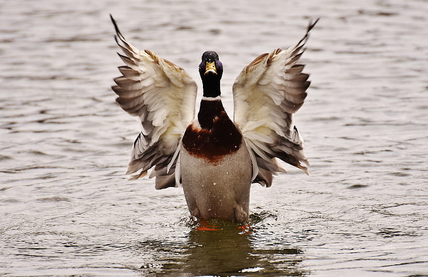 Tiere, Wasser, Vogel, Ente, Flügel, Drake HD-Hintergrundbild