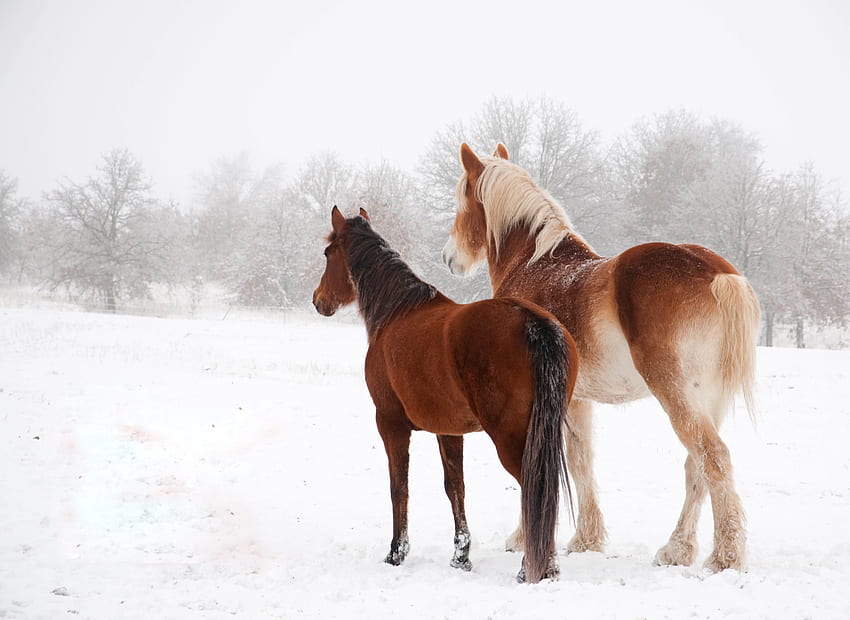 Tiere, Winter, Pferde, Schnee, Paar, Paar HD-Hintergrundbild