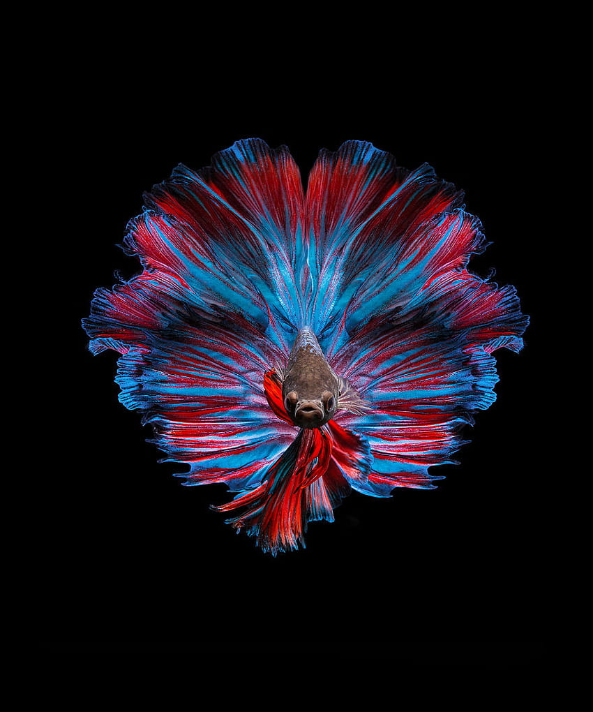 Mobile wallpaper Animal Fish Siamese Fighting Fish Betta 777640  download the picture for free