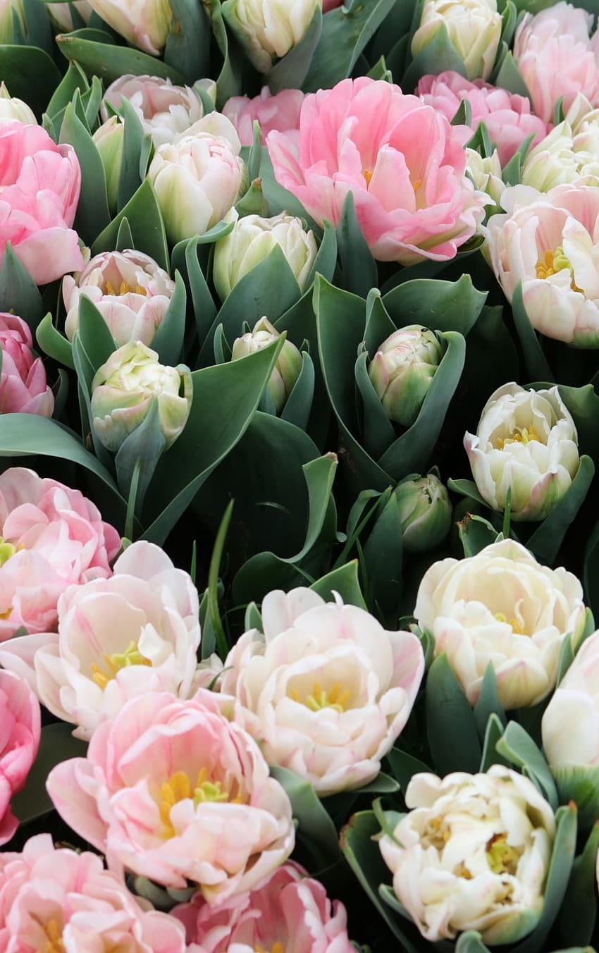 Tulips, Fresh, White & Pink Flowers, - iPhone X HD phone wallpaper
