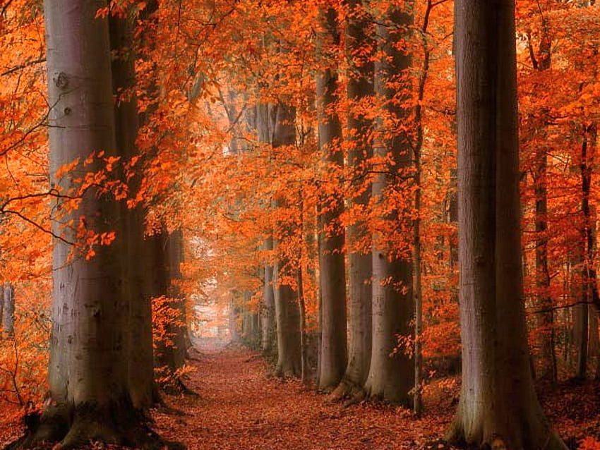 October forest, color, path, red, trees, autumn, trunks, orange, tall HD wallpaper