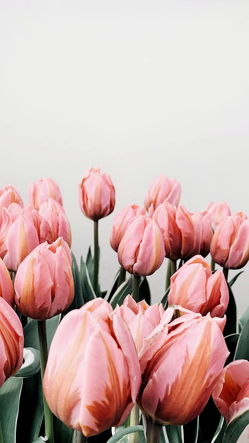 Pink tulips fields sunset Netherlands 640x1136 iPhone 55S5CSE wallpaper  background picture image