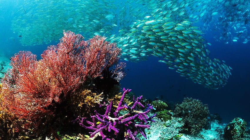 underwater beautiful, Under Sea HD wallpaper
