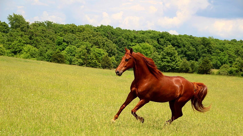 Natürliches schönes braunes Pferd, das auf der Wiese läuft HD-Hintergrundbild