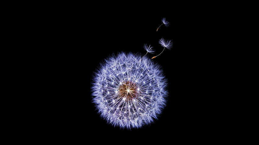 Dandelion flower Samsung Galaxy S9 Stock , Flowers , , and Background HD wallpaper