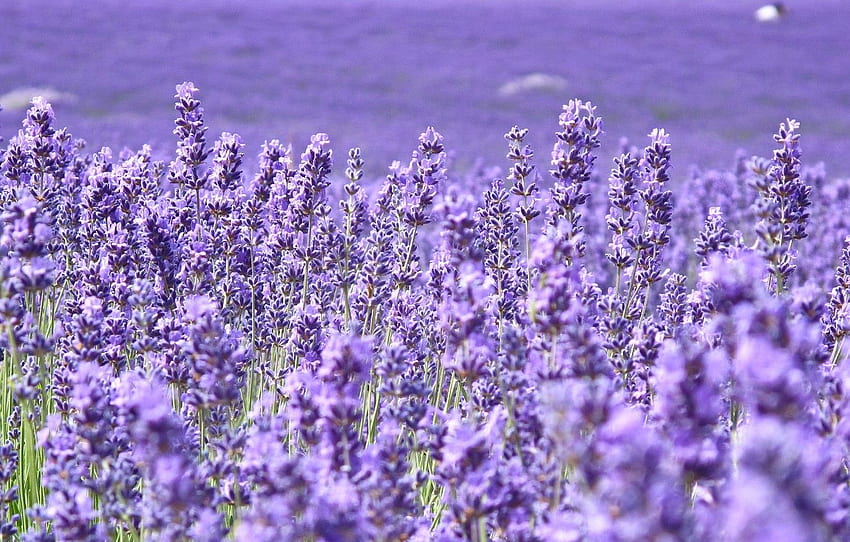 field, flowers, background, , , field, blur, purple, , flowers, , background, lavender, full screen, , for , section цветы, Field Computer HD wallpaper