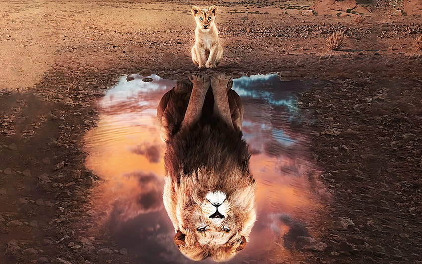 :), cub, lion, leu, reflection, cute, funny, water HD wallpaper