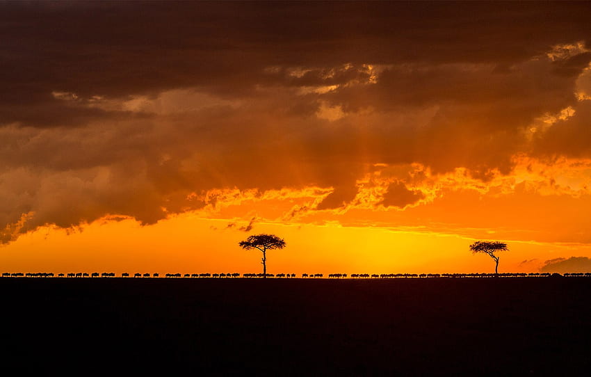 sunset, silhouette, glow, Africa, the herd, Kenya, migration, wildebeest, National reserve the Masai Mara for , section пейзажи HD wallpaper