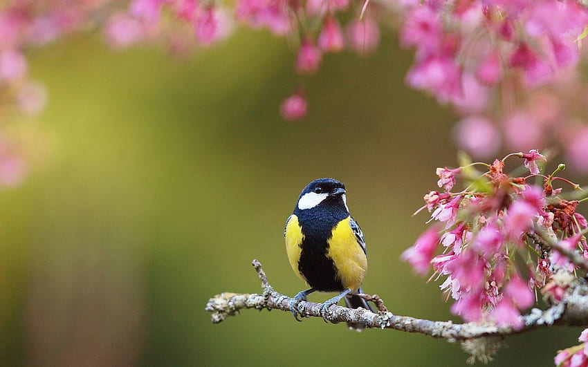 Frühlingsvogel HD-Hintergrundbild
