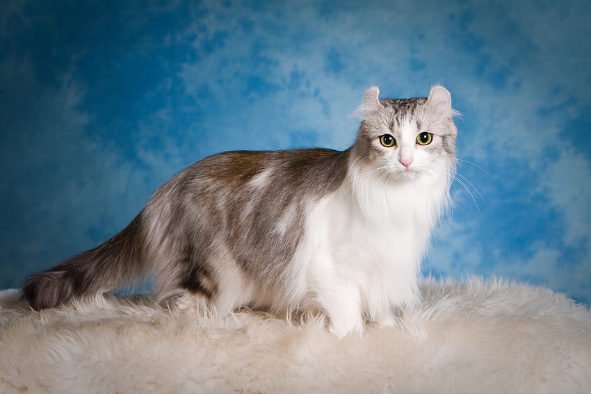 Animals, Cat, Fluffy, Beautiful, American Curl HD wallpaper