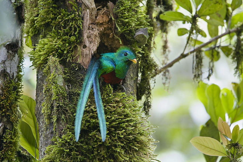 Resplendent Quetzal High Definition . Cool . Nature . Beautiful bird , Animals, Beautiful birds HD wallpaper