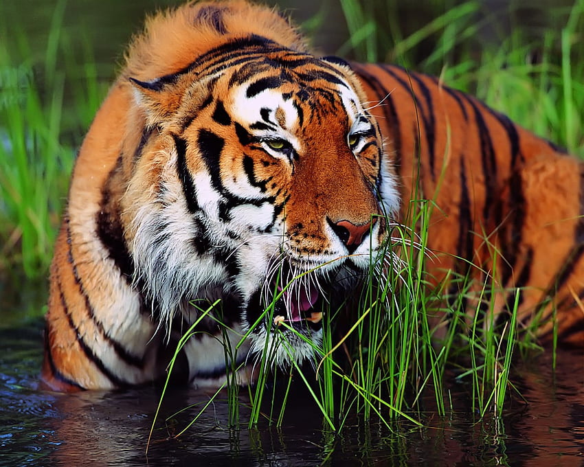 Tigre, río, gato grande, cabeza, salvaje, agua fondo de pantalla