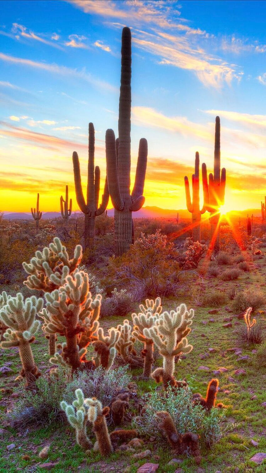 フェニックス アリゾナ砂漠 iPhone HD電話の壁紙