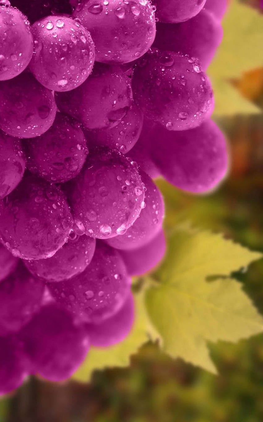 winogrona na drzewie wspaniałe naturalne owoce mobilne Tapeta na telefon HD