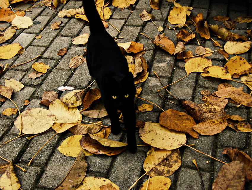 Black Kitty, gato negro, negro, grafía, otoño, lindo, hermoso, hojas, otoño, hoja fondo de pantalla