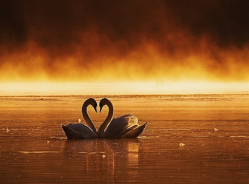 Love in a golden pond, mist, swans, pair, golden color, sunset, pond HD wallpaper