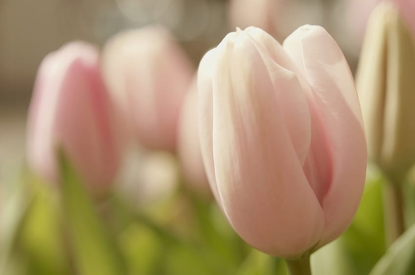 Kwiaty, Tulipany, Zbliżenie, Czułość, Wiosna Tapeta HD