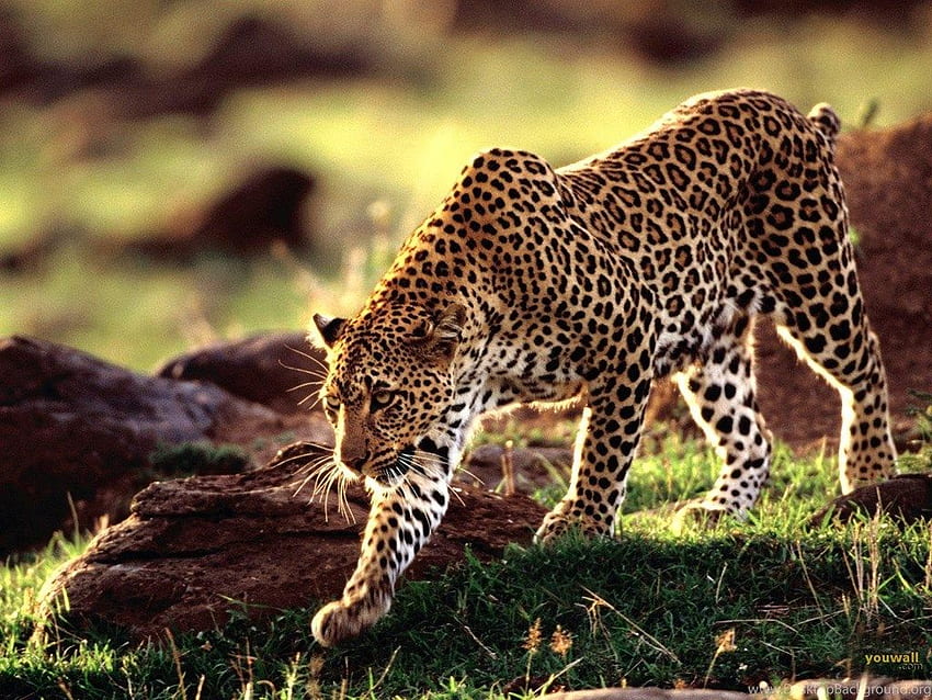 Free download Big Cats Wild Animals Wallpaper 34365415 1920x1080 for your  Desktop Mobile  Tablet  Explore 46 Wilderness HD Wallpaper  HD  Wallpapers HD Wallpaper HD Wallpaper HD Pic