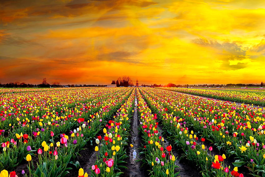 campo de tulipanes al atardecer, campo, amarillo, hermoso, naranja, tulipanes, primavera, puesta de sol fondo de pantalla