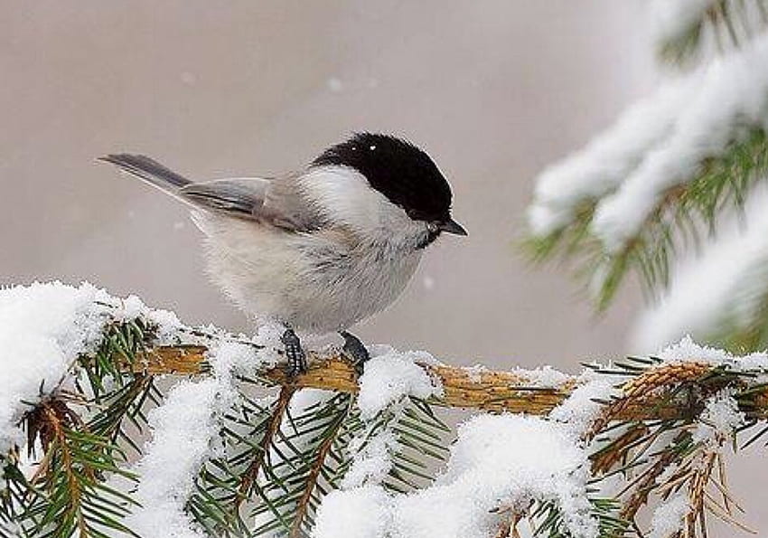 Winter, Bird, snow, tree HD wallpaper