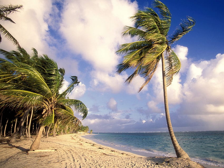 Punta cana, coqueiro, ceu, azul, mar, natureza Sfondo HD