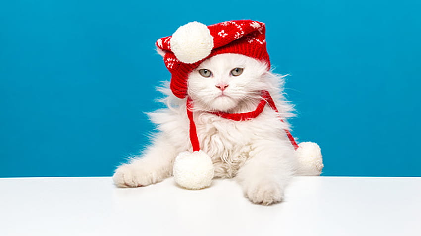 White Cute Cat Is Wearing Red Woolen Knitted Cap Sitting In Blue Background Cute Cat HD wallpaper