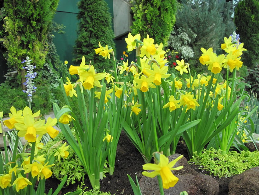 Healing flowers 26, graphy, yellow, green, Flowers, garden, Daffodils HD wallpaper