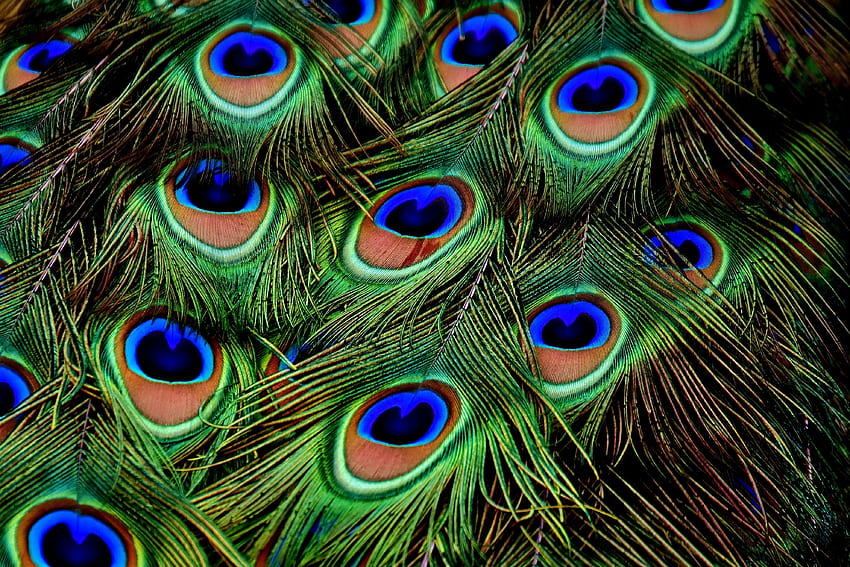 Peacock, feathers, colorful, plumage HD wallpaper
