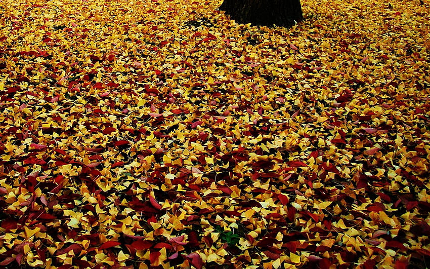 自然, 秋, 葉, 公園, 紅葉, 落ちた 高画質の壁紙