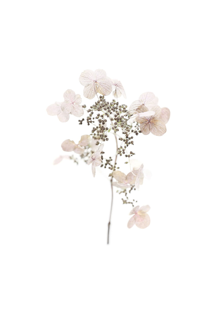 hortensias TODAVÍA (mary jo hoffman). Flores, Flores Secas fondo de pantalla del teléfono