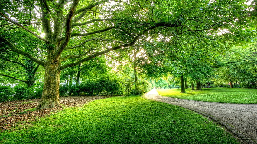 녹색 공원, 아름다운 공원 HD 월페이퍼