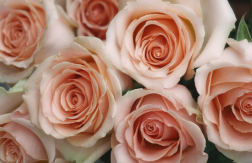 Roses, rose, wonderful, love, flower HD wallpaper