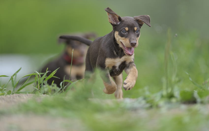 Australian Kelpie, , running dog, puppy, dogs, lawn, cute animals, black dog, pets, Australian Kelpie Dog for with resolution . High Quality HD wallpaper