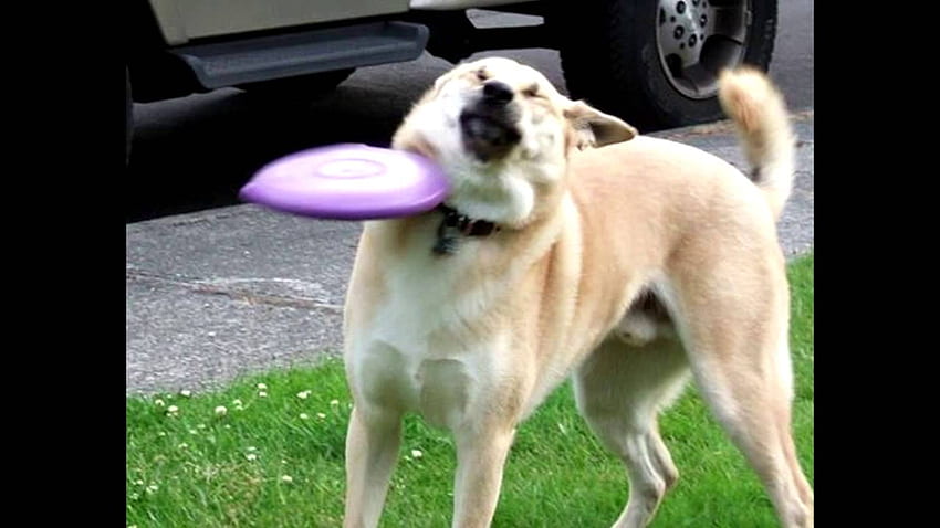 Frisbee Doge, Doggo Meme HD wallpaper