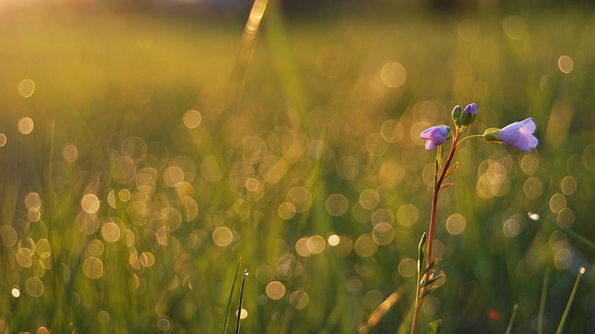 Grass, Flower, Macro, Shine, Light, Field, Stem, Stalk HD wallpaper