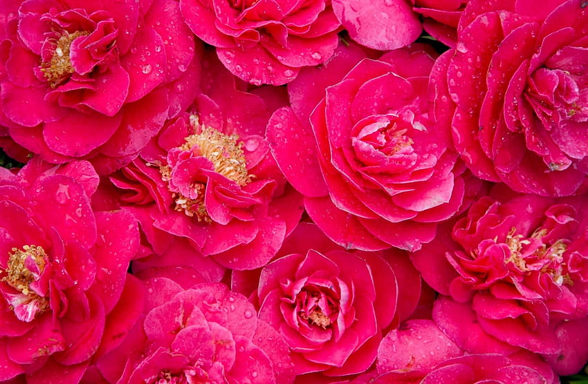 Flowers, Pink, Drops, Freshness, Lot, Camellia HD wallpaper