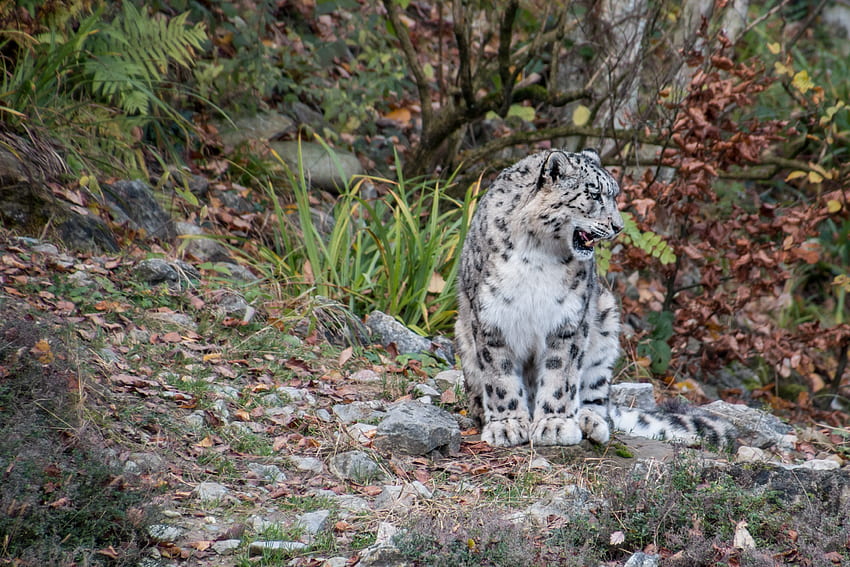 Animali, Snow Leopard, Grin, Predator, Irbis Sfondo HD
