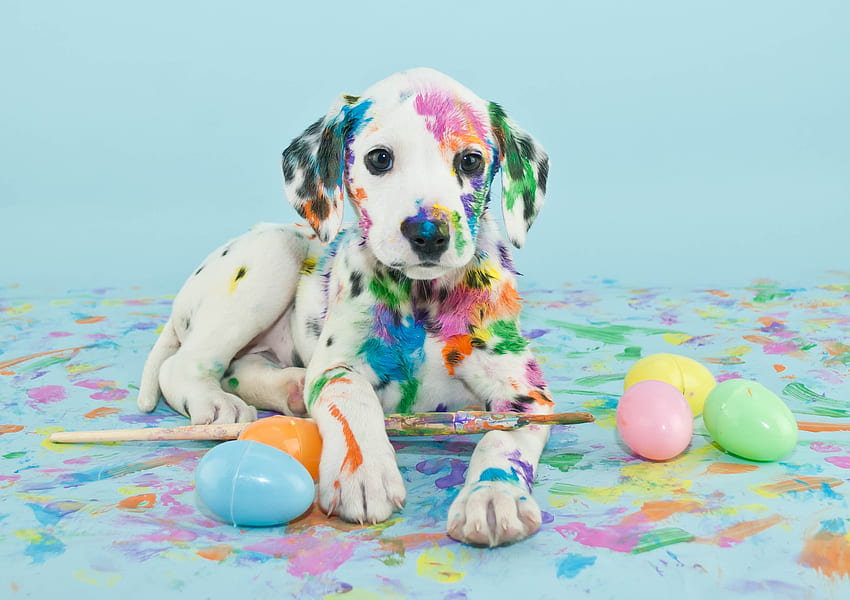 Colorful spots, dog, egg, spot, animal, colorful, cute, dalmatian, puppy, funny, easter, paw, caine HD wallpaper