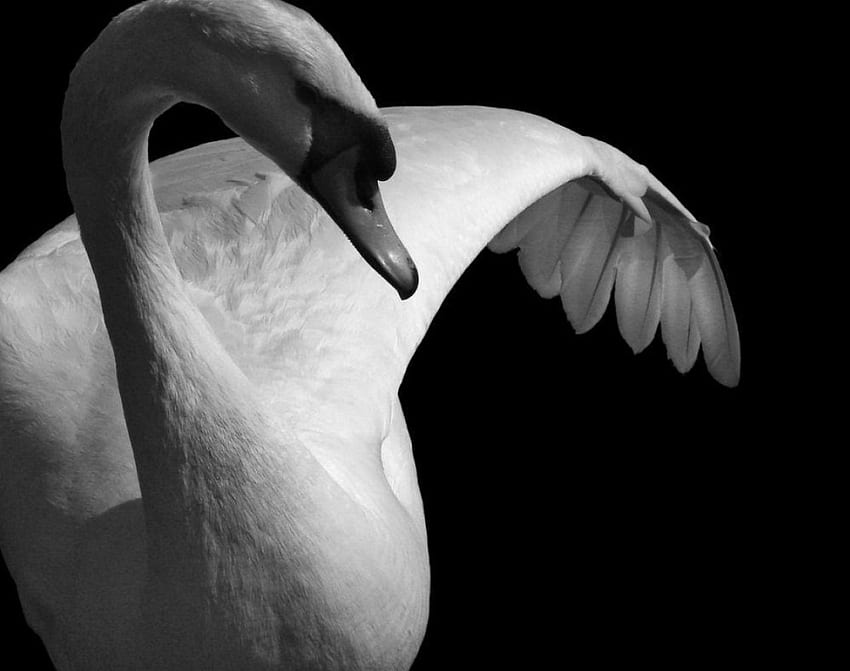 Swan, swans, animals HD wallpaper