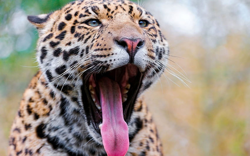Leopard, animal, tongue, yawn HD wallpaper