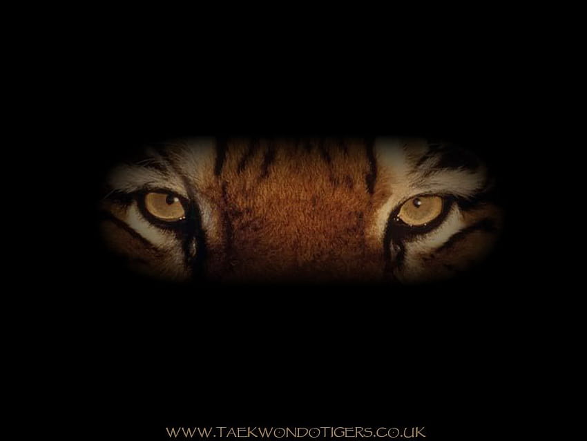 Eye Of The Tiger, Angry Eye HD wallpaper