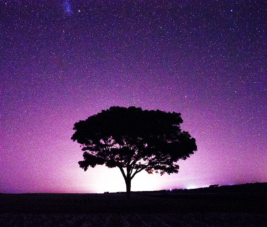 Starry Night Tree Nature Silhouette Landscape Hd Wallpaper Pxfuel