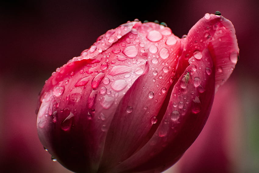 Tulip, close up, rain drops HD wallpaper | Pxfuel