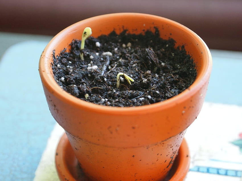 Days From Seed to Sprouting Plants : 4 Steps (with ) - Instructables, Seed Germination HD wallpaper