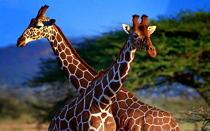 Biblioteca de animales de jirafa [] para su, móvil y tableta. Explora Bebé Jirafa. Jirafa, linda jirafa, jirafa fondo de pantalla