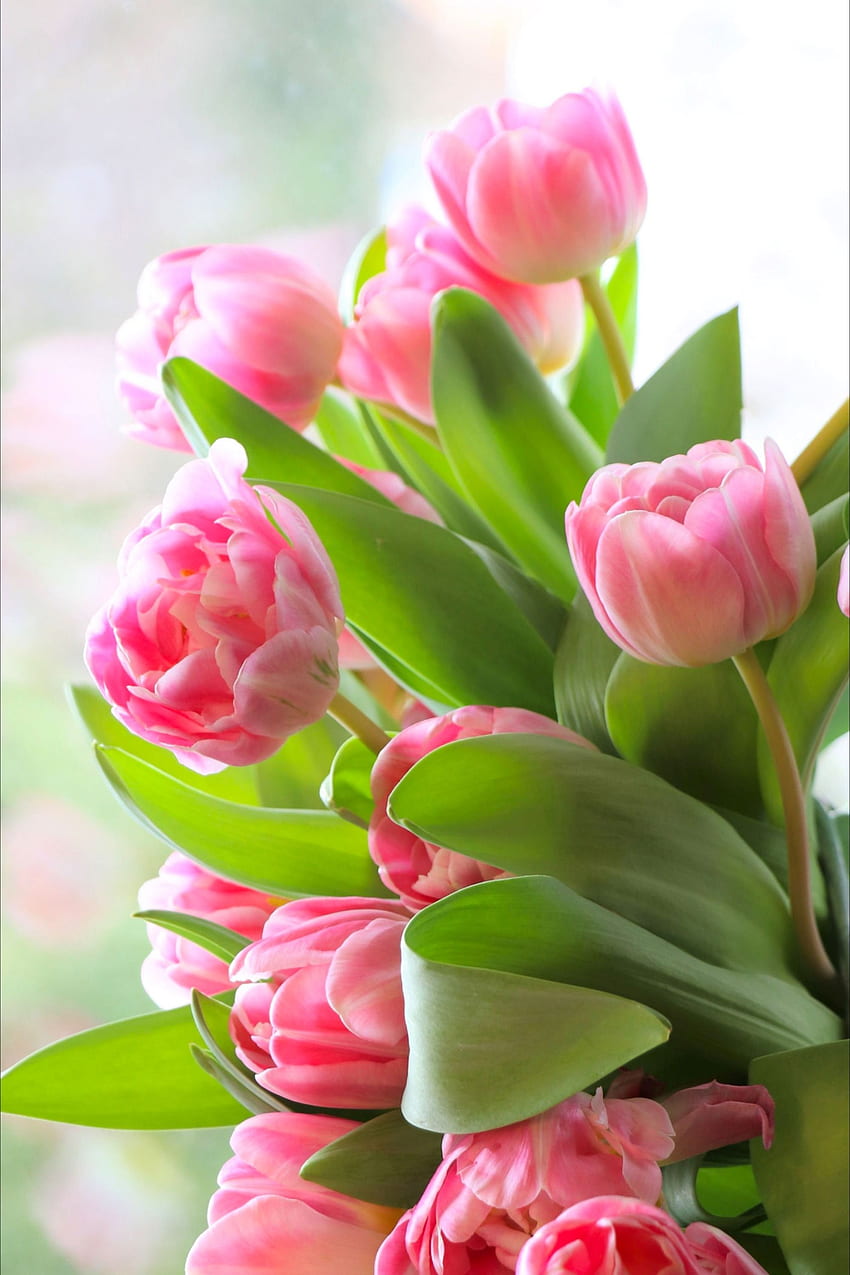 От: Olga1205. Подарък букет цветя, Красиви цветя, Красиви цветя, Розово лале HD тапет за телефон