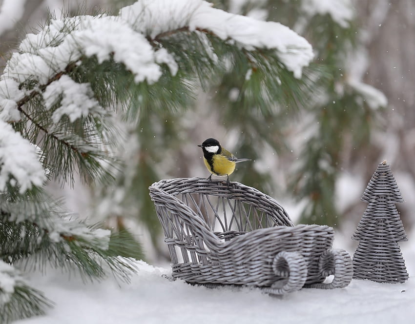 :) ฤดูหนาว เลื่อน นก หัวนมสีฟ้า หิมะ evgeniia levina, pitigoi, pasari, iarna วอลล์เปเปอร์ HD