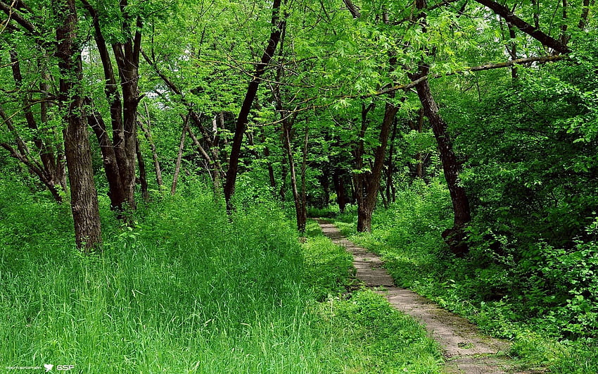 ธรรมชาติ ต้นไม้ ฤดูร้อน ป่า เส้นทาง เส้นทาง ระดับ ลายเซ็น วอลล์เปเปอร์ HD